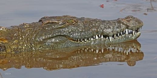 A photo of an alligator