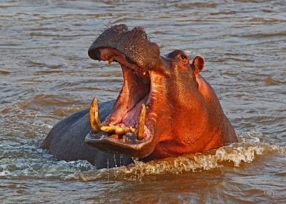Photo of an African hippo.