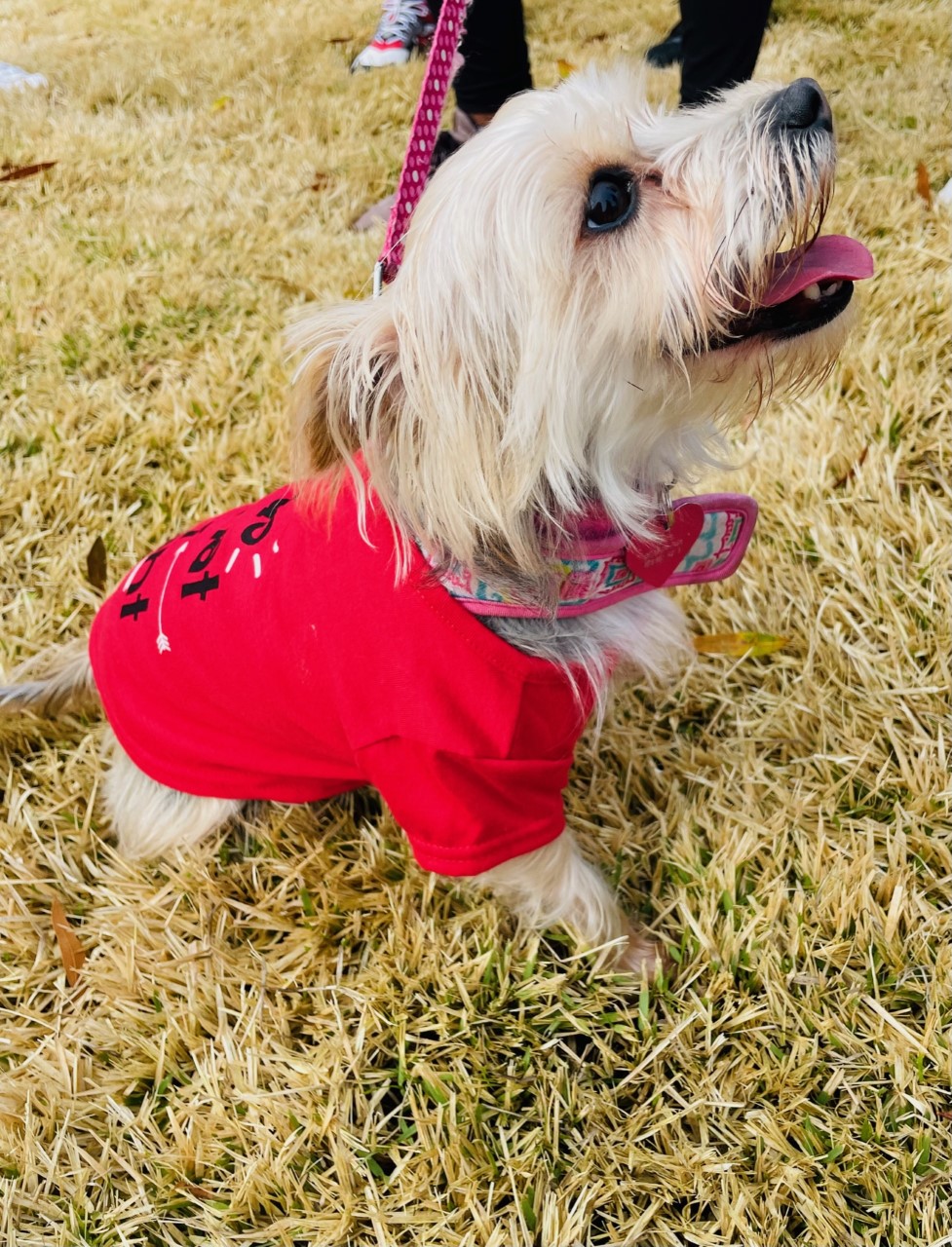 A dog wears a AHA t-shirt at the event.