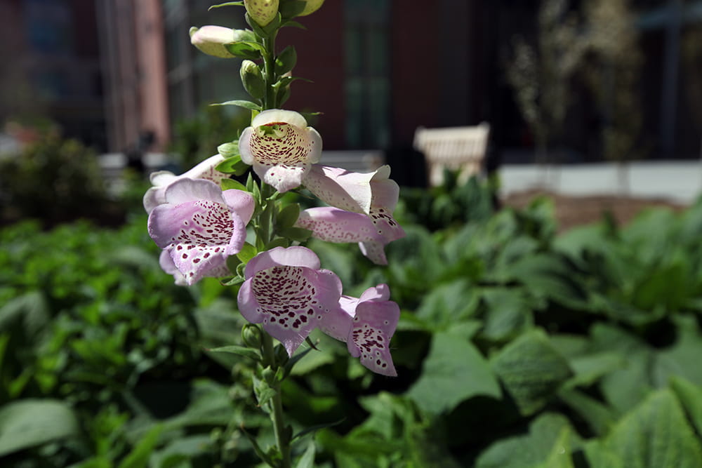 closeup of the foxglove flower in bloom