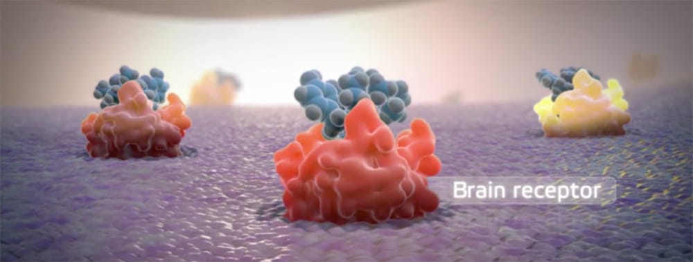 Illustration of brain receptors