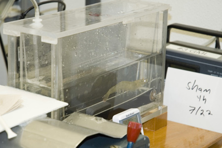 shrimp_treadmill