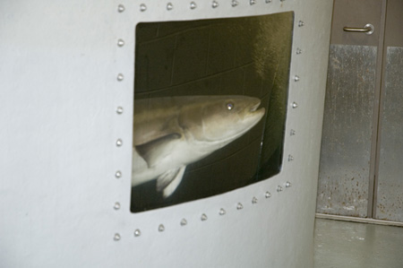 tank_somebodies_large_fish_experiment