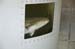 tank_somebodies_large_fish_experiment